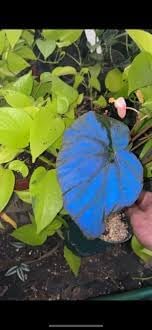 Bicolor Plant Seeds for Planting - NON GMO Seeds