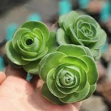 Heirloom Non-GMO Succulent Rose Seeds for Planting