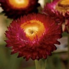 Heirloom Non-GMO Red yellow Strawflower Seeds for Dried Floral Arrangements and Garden Planting