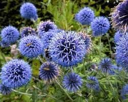 Echinops Ritro Flower Seeds for Planting, 100 pcs