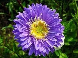 Organic Chrysanthemum Yellow Purple Flower Seeds for Planting – Heirloom, Non-GMO