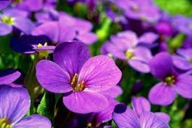 Viola Flower Seeds Heirloom Non GMO Planting - 100 pcs for planting in home garden
