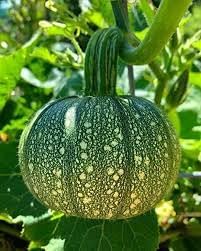 Pumpkin Seeds for Home Garden, 100 Pcs pcs