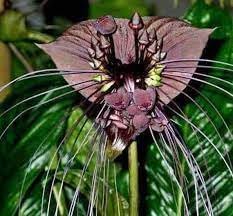 Tiger Orchid Flower Seeds for Planting - 100 pcs