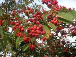 Cotoneaster Fruit Seeds for Cultivation – 10 Seeds 100 Pcs pcs