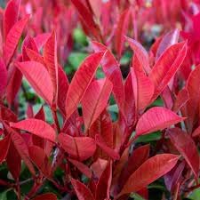 Photinia Plant Seeds for Garden Planting - NON GMO Seeds