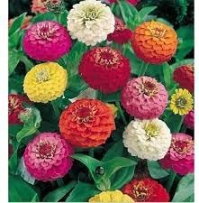 Zinnia Oklahoma Double Bloom Flower Seeds for Planting – Heirloom, Non-GMO Flower Seeds