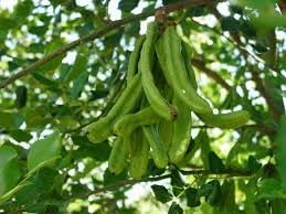 Carob Vegetable Seeds for Planting - 100 Pcs pcs