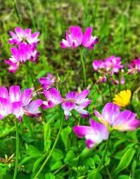Astragalus Flower Seeds for Planting, NON GMO Seeds