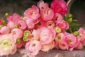 Ranunculus Persian Buttercup flower Seeds for Planting - heirloom and Non-GMO garden seeds