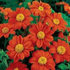 Tithonia Flower Seeds Heirloom Non GMO Planting - 100 pcs for planting in home garden