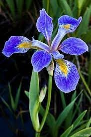 Blue Iris Flower Seeds for Garden Planting - NON GMO Seeds
