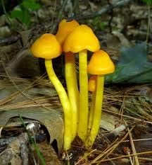 Yellow Mushroom Seeds for Planting - 100 Pcs pcs