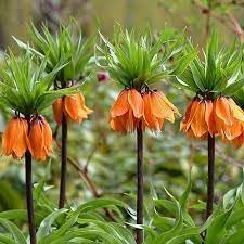 Fritillaria Plant Seeds for Planting - 100 pcs
