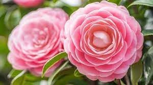 Camellia Pink White Flower Seeds for Planting - NON GMO Seeds