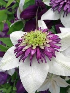 White Purple Clematis Flower Seeds – Heirloom Non-GMO Vining Blooms for Garden Planting