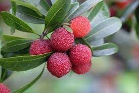 Bayberry Fruit Seeds for Planting - Cultivating Aromatic & Berry-Like Fruits, Heirloom Seeds