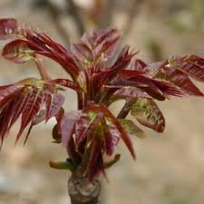 Edible Marked Toon Tree Vegetable Seeds for Planting - 100 Pcs pcs