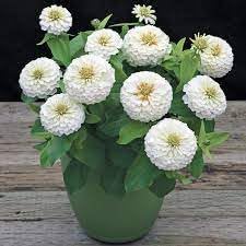 Heirloom White Zinnia Salmon Flower Seeds for Planting – Non-GMO, Vibrant Blooms