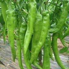 Chilli Pepper Vegetable Seeds for Planting - 100 Pcs pcs