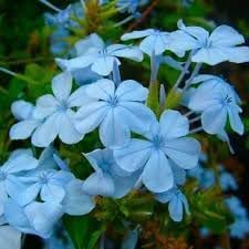 Plumbago Flower Seeds for Garden - NON GMO Seeds
