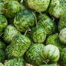 Apple Gourd Fruit Seeds for Planting - Heirloom Seeds, Vibrant, Unique Garden Growth
