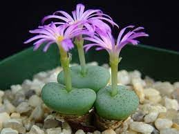 Conophytum Plant Seeds for Garden Planting - 100 pcs