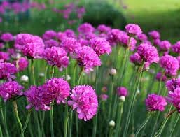 Organic Armeria Flower Seeds for Planting – Heirloom, Non-GMO