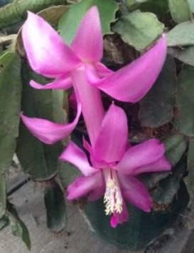 Zygocactus Purple Flower Seeds for Planting - 100 pcs