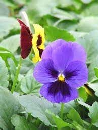 Heirloom Mexican Pansy Flower Seeds for Planting, Non-GMO
