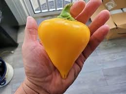 Mixed Pepper Capsicum spp. seeds for garden planting