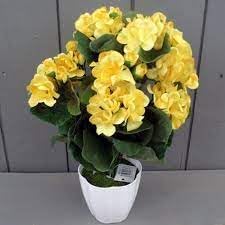 Organic Nuevos Flower Seeds for Planting ƒ?? Heirloom, Non-GMO