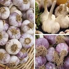 Garlic Seeds for Planting, Mixed Colour, 100 Pcs pcs