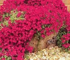Aubrieta Berro Flower Seeds for Planting, NON GMO Seeds