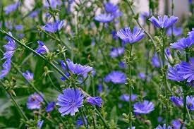 Heirloom Cichorium Intybus Flower Seeds for Garden Planting, Non-GMO, Chicory Blooms for Pollinators