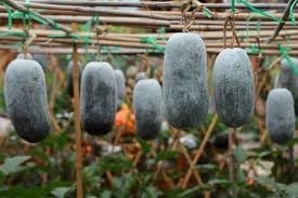 Winter Melon Seeds for Planting - 100 Pcs pcs