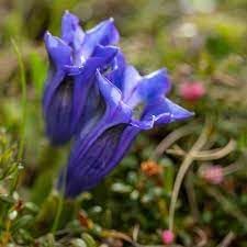 Gentian Flower Seeds for Planting - NON GMO Seeds