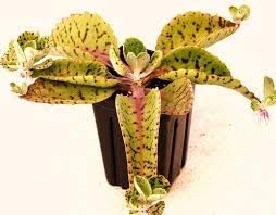 Kalanchoe Gastonis Flower Seeds – Heirloom Non-GMO Seeds for Succulent and Indoor Garden Planting