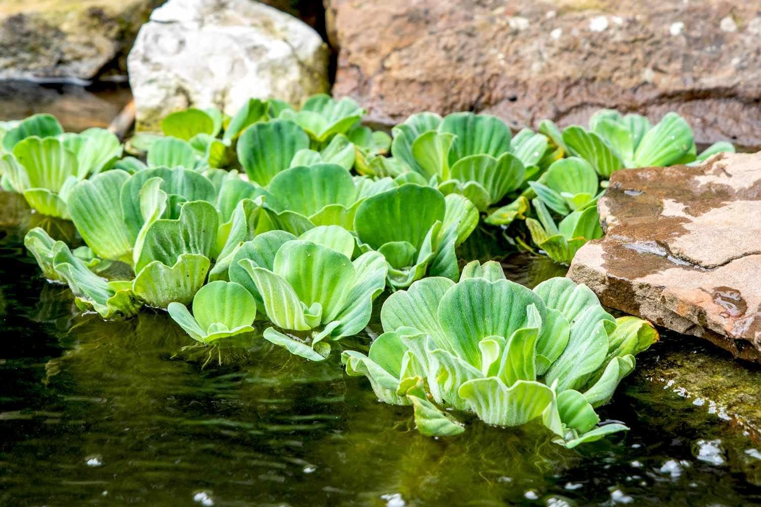 Water Lettuce Pistia stratiotes for planting in pond garden