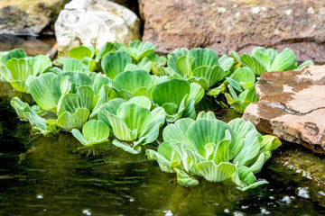 Water Lettuce Plant Seeds for Planting heirloom & Non-GMO Seeds