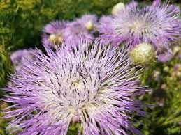Cirsium Muticum Plant Seeds for Planting Non-GMO Heirloom Garden Seeds Perfect for Pollinators