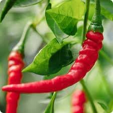 Cayenne Pepper Vegetable Seeds for Planting heirloom & Non-GMO Seeds