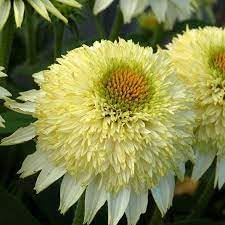 Vanilla Echinacea Flower Seeds for Planting - Heirloom, Non-GMO Seeds for Home Garden