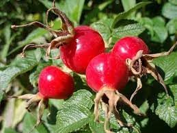 Rosehip Plant Seeds for Planting – Heirloom, Non-GMO Seeds for Herbal Garden Growth