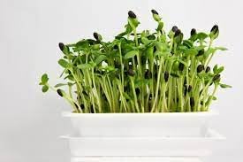 Sunflower Microgreens Seeds – Fast-Growing, Nutrient-Rich Seeds for Planting Indoors or Outdoors