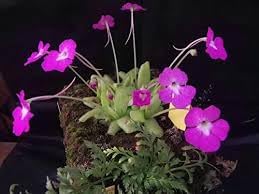 Butterwort flower seeds - NON GMO Seeds