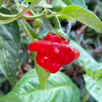 Scotch Bonnet Hot Pepper Seeds for Planting - 100 Pcs pcs
