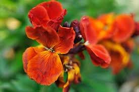 Goldlack Flower Seeds for Planting - NON GMO Seeds