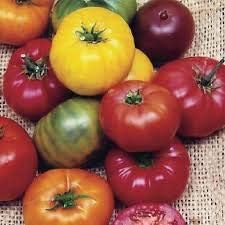 Big Tomato Seeds for Planting Mixed - 100 Pcs pcs