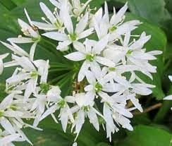 Ramsons Flower Seeds for Planting – Organic, Heirloom, Non-GMO Wild Garlic Seeds